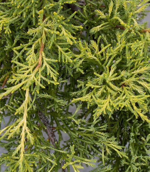 Juniperus pfitzeriana 'Goldkissen'
